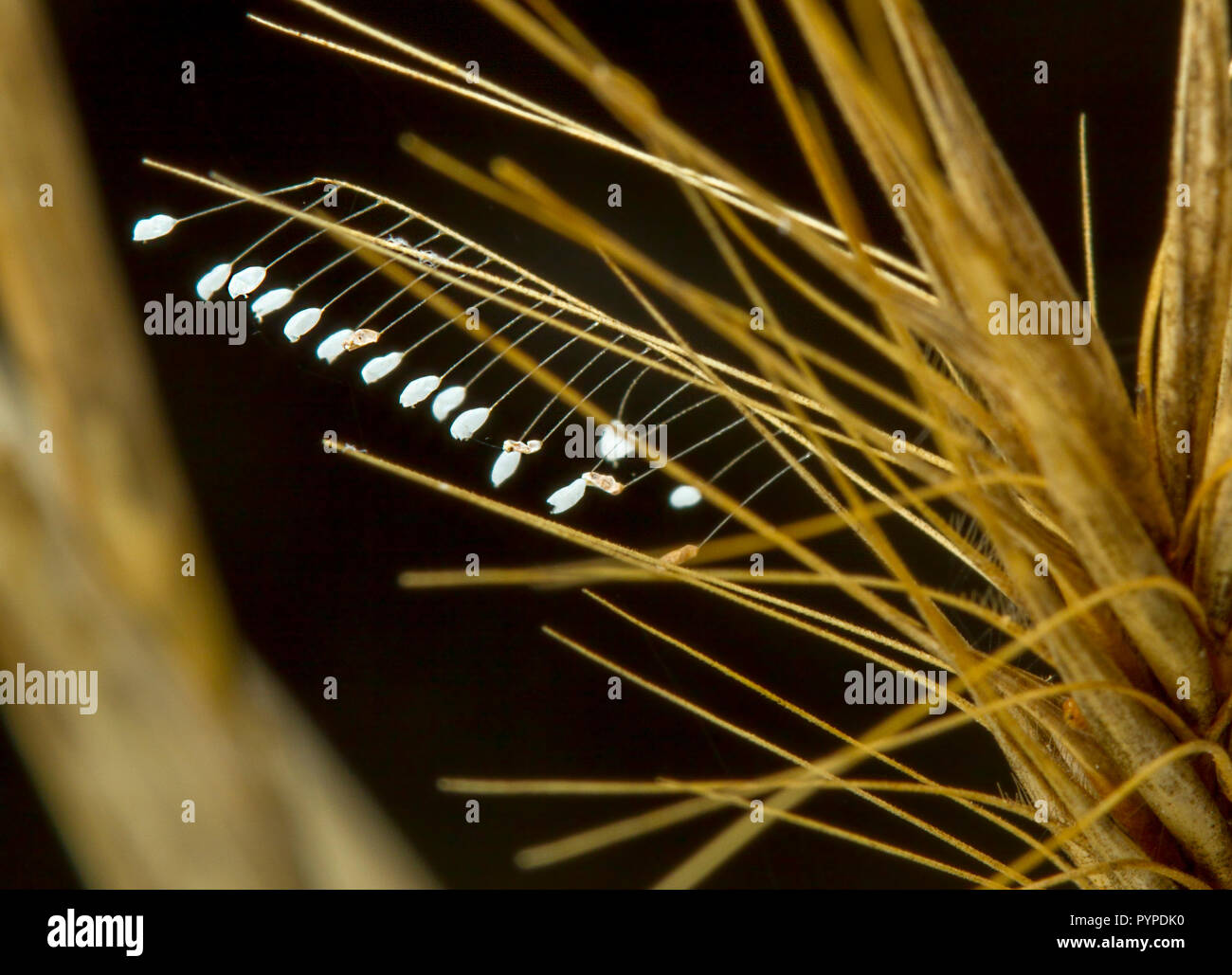 Insetto fotografia macro Foto Stock