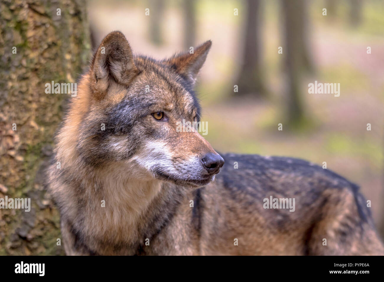 Unione Lupo (Canis lupus) veduta laterale nella foresta naturale habitat cercando di lato Foto Stock