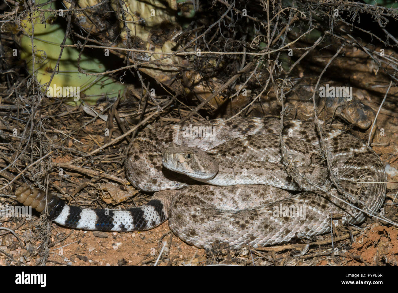 Un Western Diamondback rattlesnake (Crotalus atrox) la caccia di notte per gli uccelli o roditori (Arizona) Foto Stock