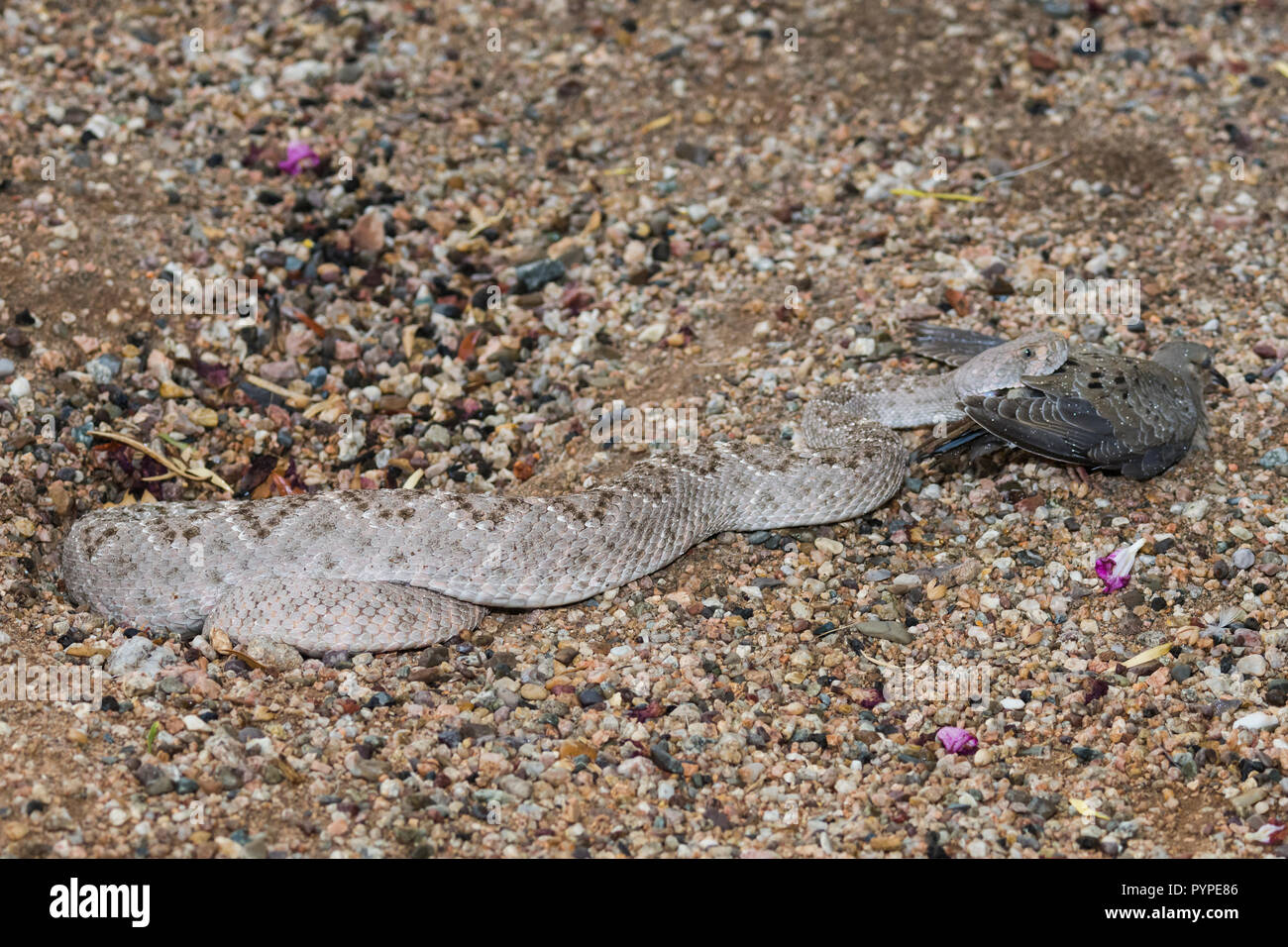 Un Western Diamondback rattlesnake (Crotalus atrox) colpisce, catture e poi inghiotte una mattina Colomba (Zenaida macroura). (Arizona) Foto Stock