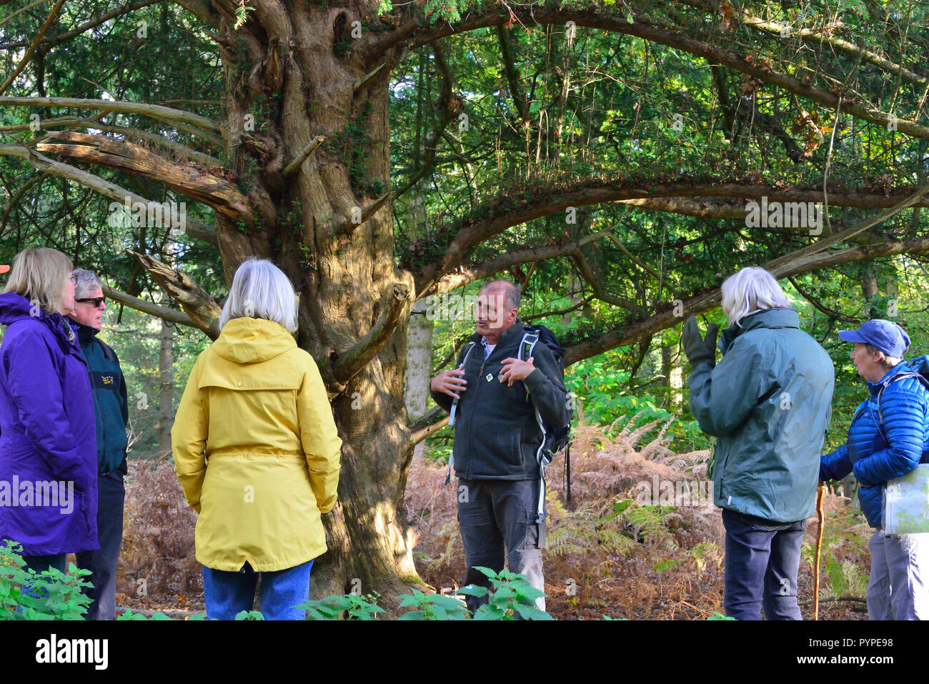 Guida ufficiale del nuovo Parco Nazionale Foreste piedi : festival spiegando l'antico albero di Yew per escursionisti sul percorso a Whitefield Moor Foto Stock