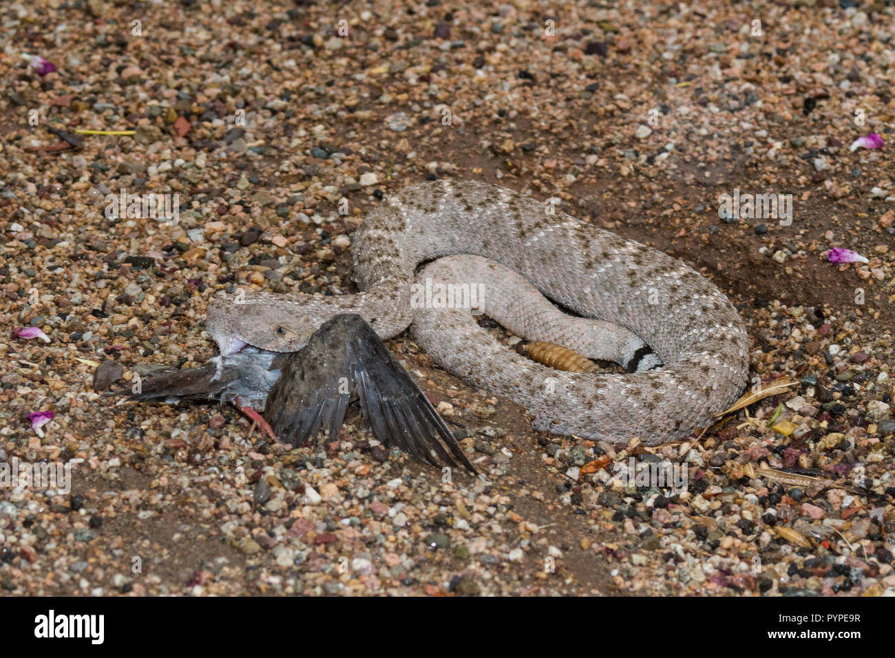 Un Western Diamondback rattlesnake (Crotalus atrox) colpisce, catture e poi inghiotte una mattina Colomba (Zenaida macroura). (Arizona) Foto Stock