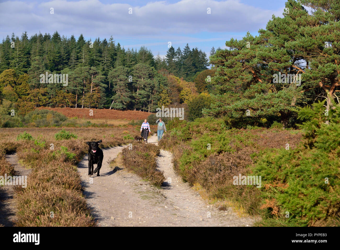 Il labrador nero cane limiti avanti dei suoi proprietari su un sentiero sulla brughiera nella nuova foresta Foto Stock