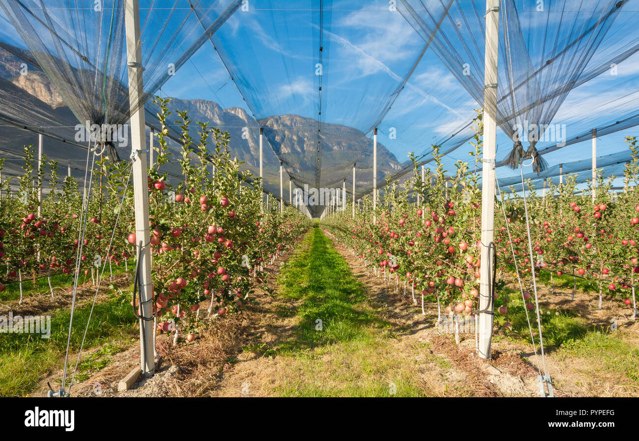 Intensivo di produzione di frutta del frutteto o raccolto con reti di protezione in Alto Adige, Italia. Meleto di varietà " Pink Lady". Tempo del raccolto Foto Stock