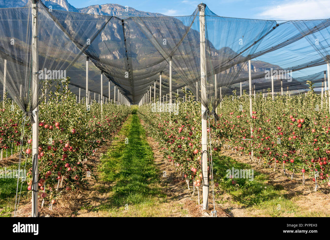 Intensivo di produzione di frutta del frutteto o raccolto con reti di protezione in Alto Adige, Italia. Meleto di varietà " Pink Lady". Tempo del raccolto Foto Stock