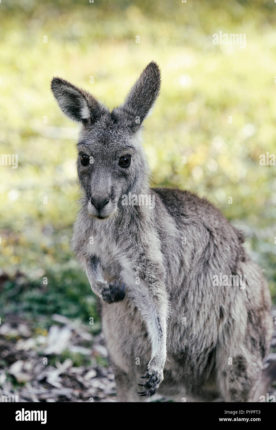 Kangaroo III, Australia Foto Stock