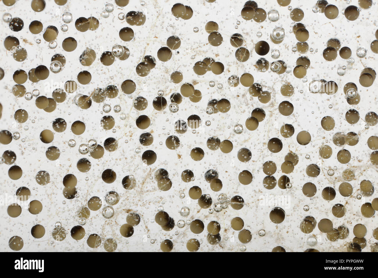 Rana comune, rana temporaria uova, di fronte a uno sfondo bianco Foto Stock