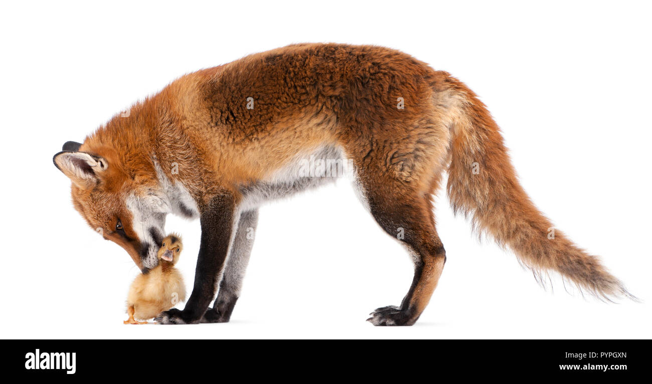 Red Fox, Vulpes vulpes, 4 anni, giocando con un anatroccolo nazionali di fronte a uno sfondo bianco Foto Stock