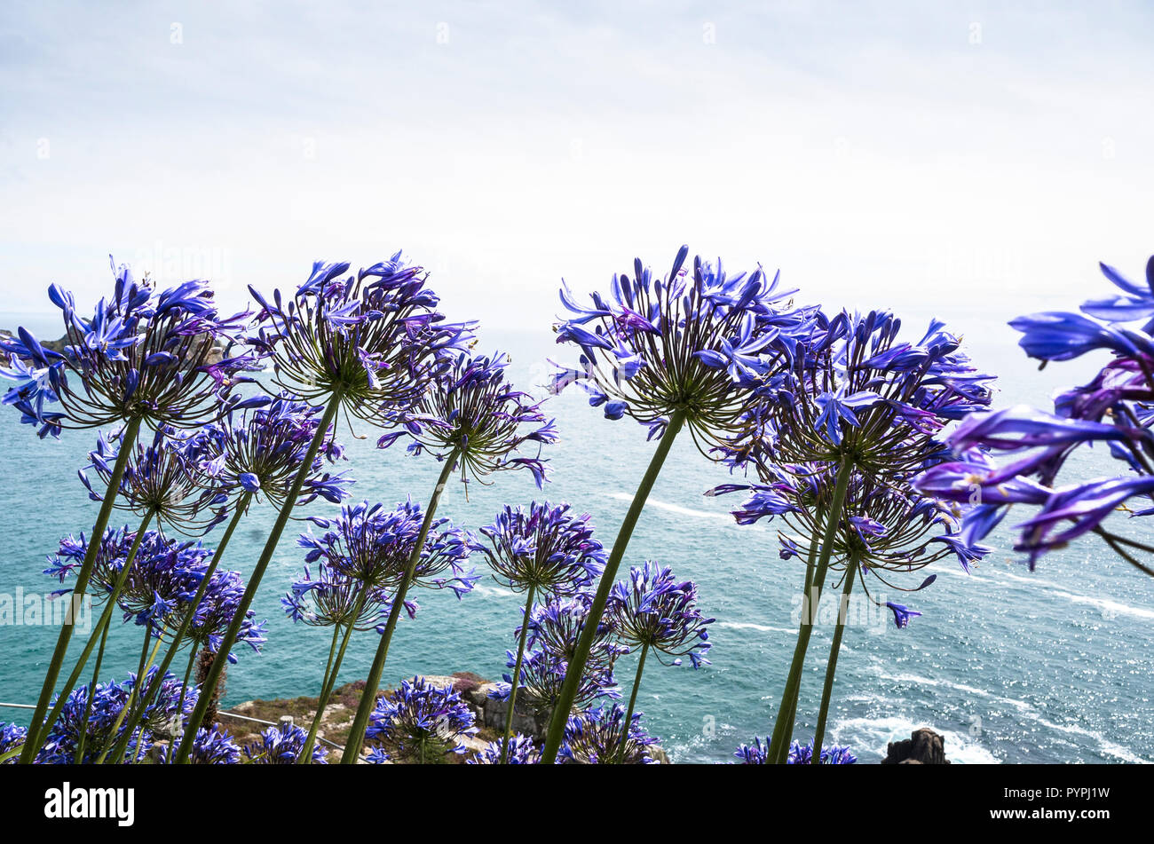 Blu e viola Agapanthus o africano lily piante che crescono in Cornwall Regno Unito affacciato sul mare in estate Foto Stock