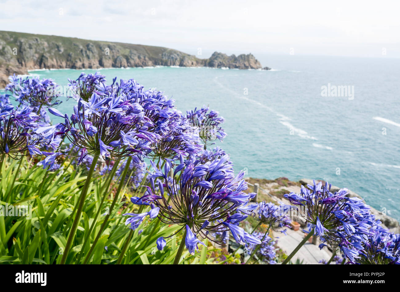 Blu e viola Agapanthus o africano lily piante che crescono in Cornwall Regno Unito affacciato sul mare in estate Foto Stock