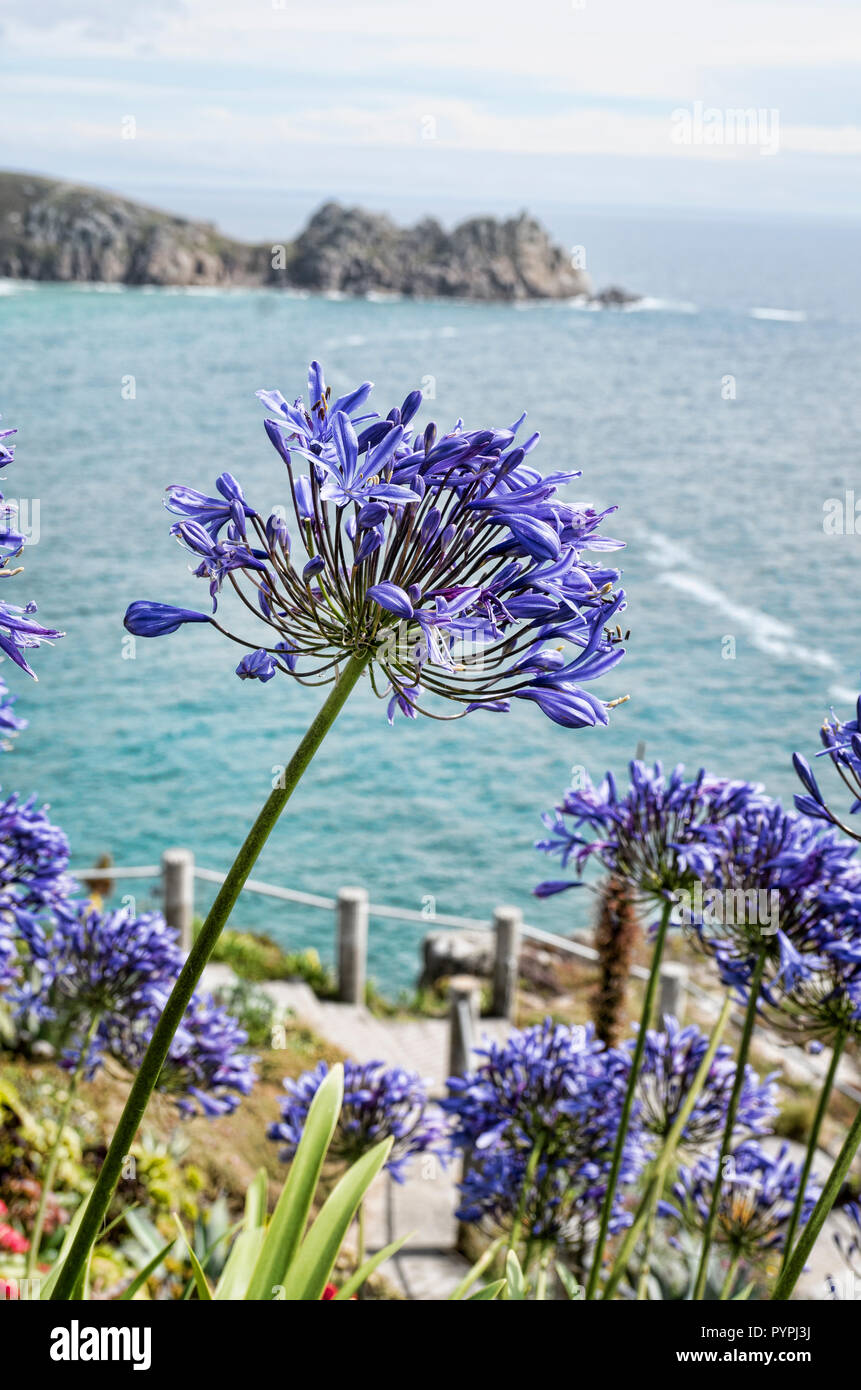 Blu e viola Agapanthus o africano lily piante che crescono in Cornwall Regno Unito affacciato sul mare in estate Foto Stock