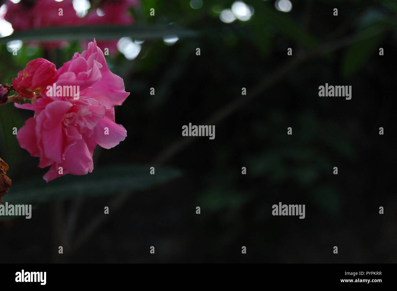 Fiore rosa su sfondo scuro Foto Stock
