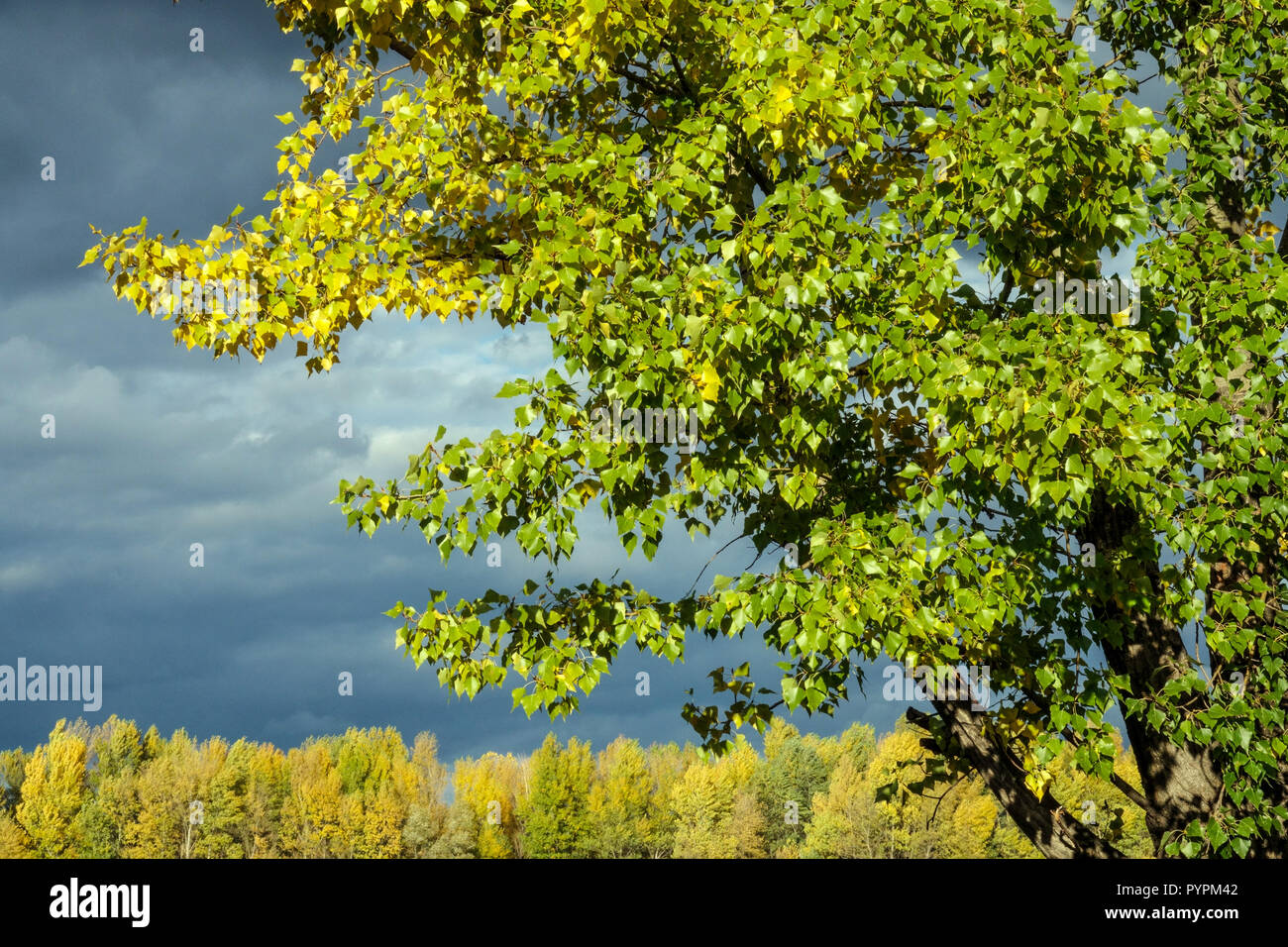 Populus nigra albero fogliame autunno, sulla riva del Danubio, Austria Pioppo Nero Foto Stock