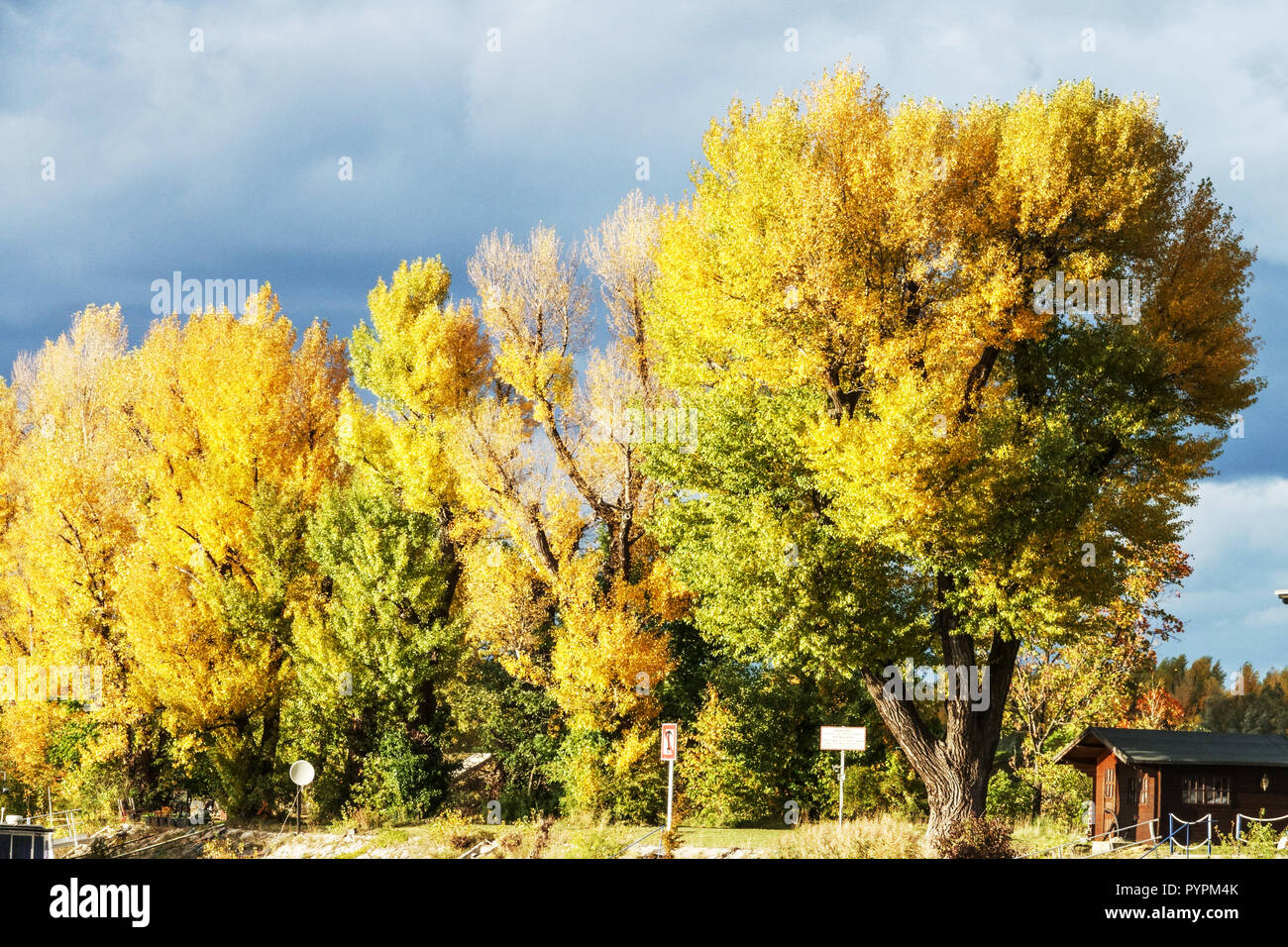 Pioppo Nero, Populus nigra, autunno fogliame Austria Foto Stock