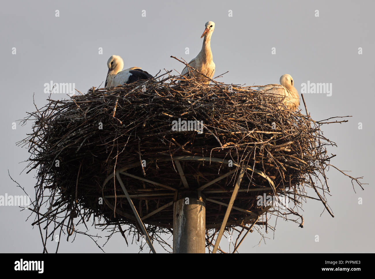 Nido di cicogna con tre cicogne nel villaggio Busovce in Slovacchia Foto Stock