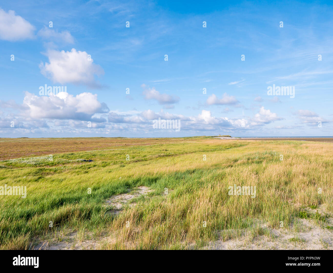 Le saline con sabbia lettino e marram erba e mare di lavanda in riserva naturale Boschplaat sull isola Frisone Terschelling, Paesi Bassi Foto Stock