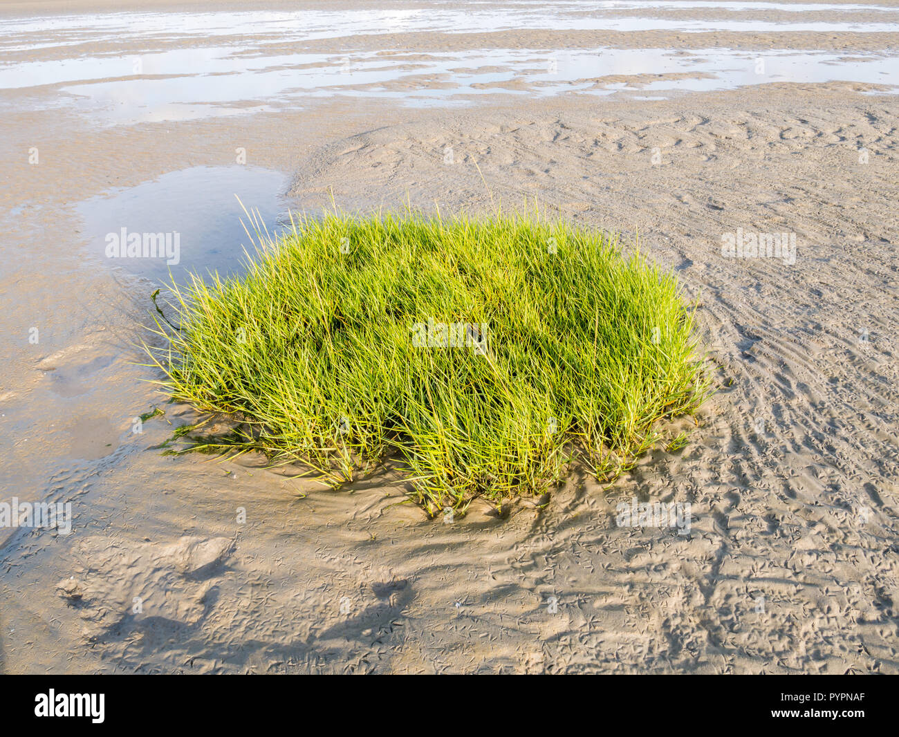 Sandflat a bassa marea con zolla di comune cordgrass, Spartina anglica, il Wadden Sea, Paesi Bassi Foto Stock
