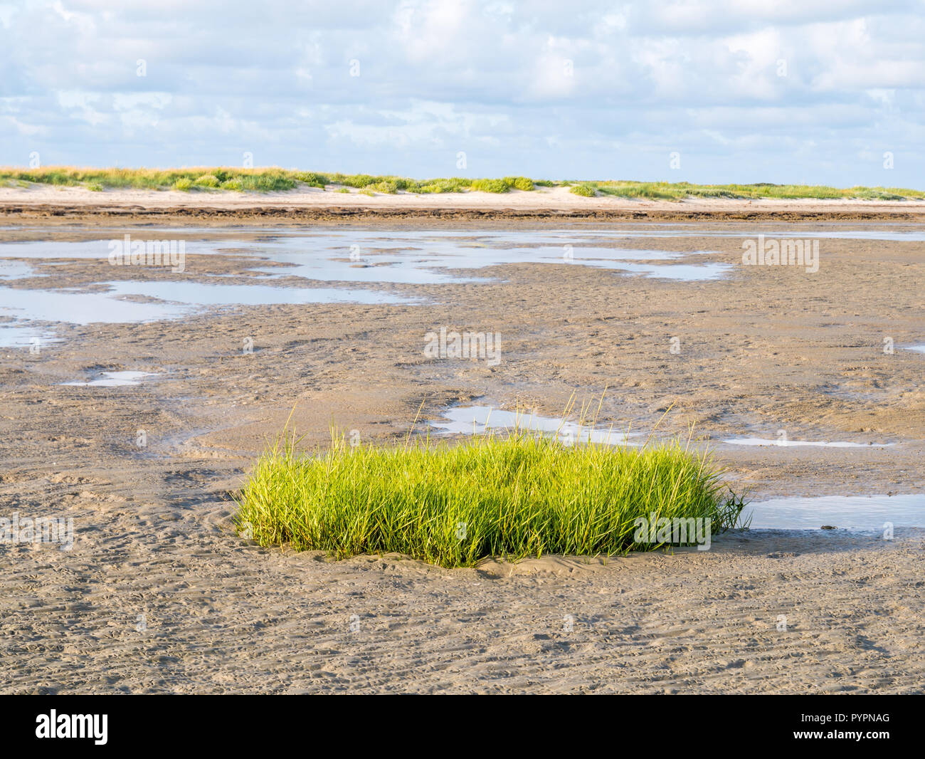 Zolla di comune cordgrass, Spartina anglica, crescente sul tidal appartamento vicino alla spiaggia di riserva naturale Boschplaat, Terschelling, Paesi Bassi Foto Stock