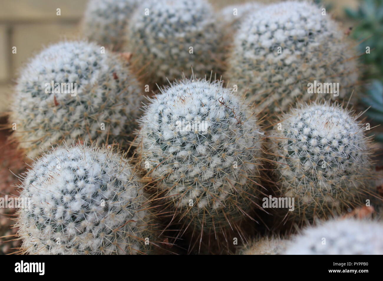 Cluster di Mammillaria geminispina messicana, cactus gemello spinato, fiorente pianta del deserto che cresce nel prato. Foto Stock