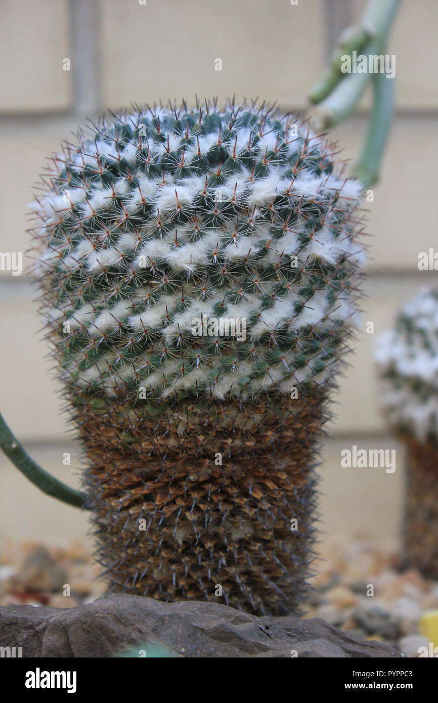 Euphorbia plumosa pianta desertica che cresce nel giardino del deserto. Foto Stock