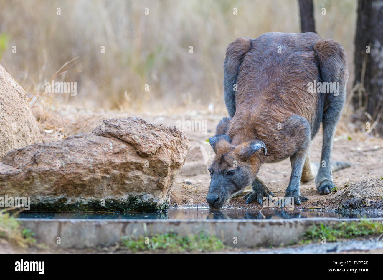 Il vecchio guerriero, maschio, Black Wallaroo orecchie si chinò con il peso del tempo e molte zecche dissetano la sua sete in un buco d'acqua in Australia. Foto Stock