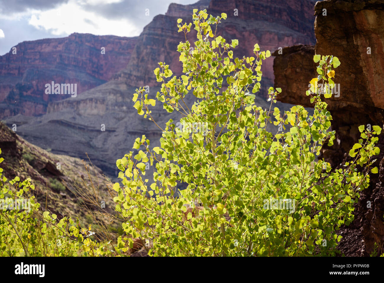 Escursionismo fino Tapeats Creek a Thunder River. Rafting sul fiume Colorado e il Grand Canyon, Arizona, Stati Uniti d'America. Foto Stock