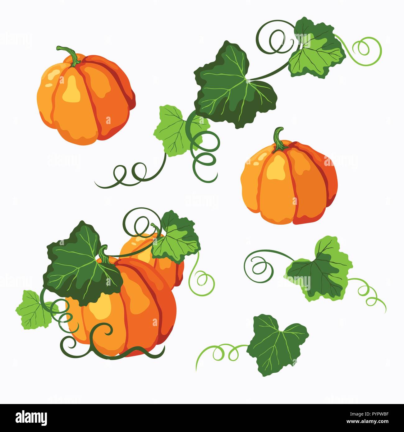 Set di vector orange zucche mature con il verde delle foglie e steli di ricci isolato su uno sfondo bianco. Halloween, Ringraziamento, simbolo d'autunno. Illustrazione Vettoriale