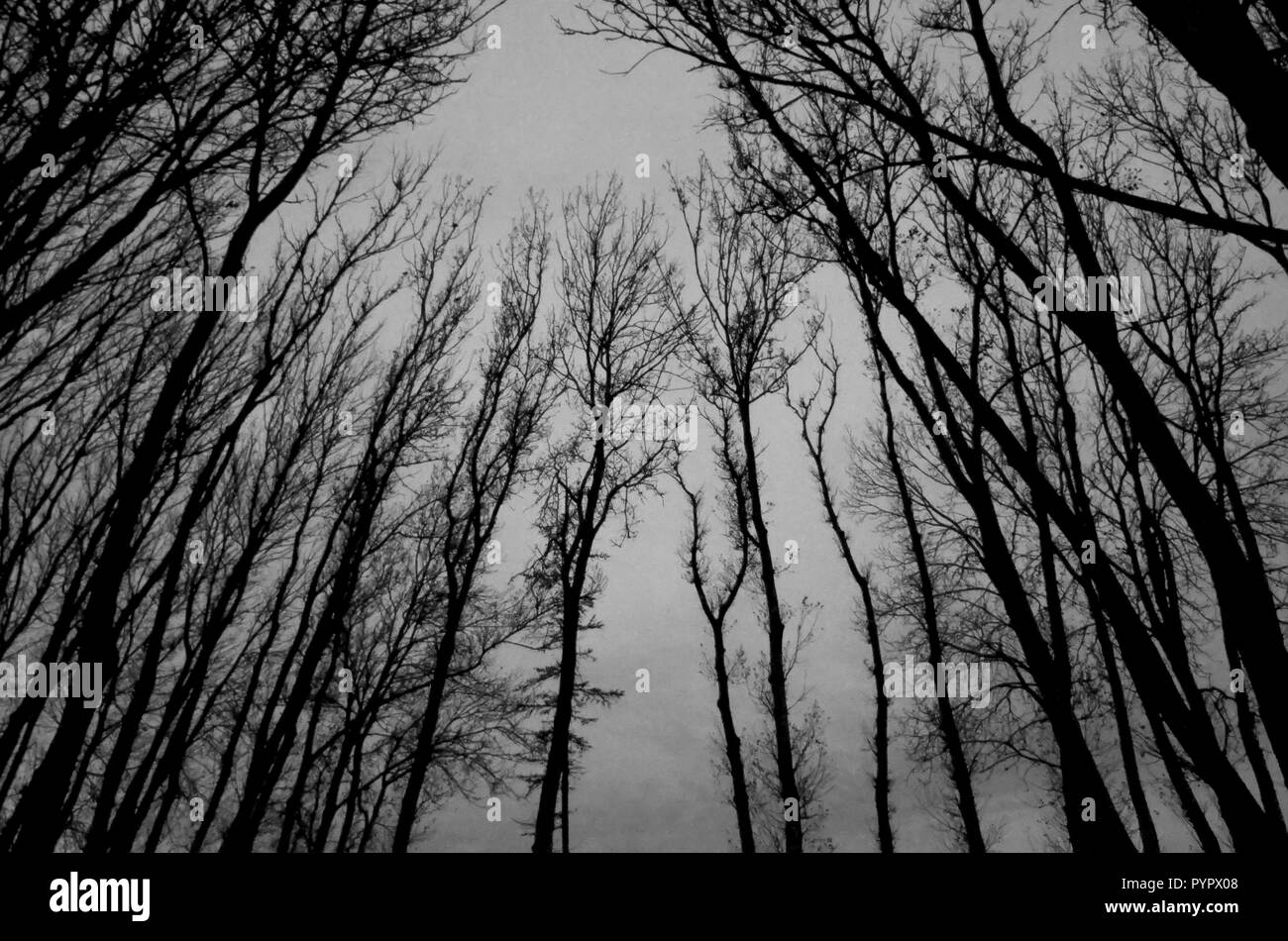 Silhouette nera di bald rami di albero, in bianco e nero Foto Stock