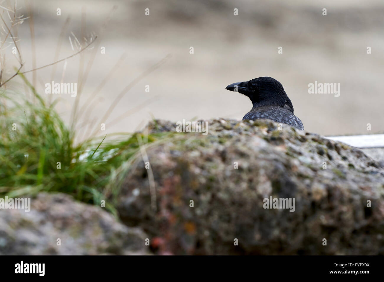 Crow dietro una pietra Foto Stock