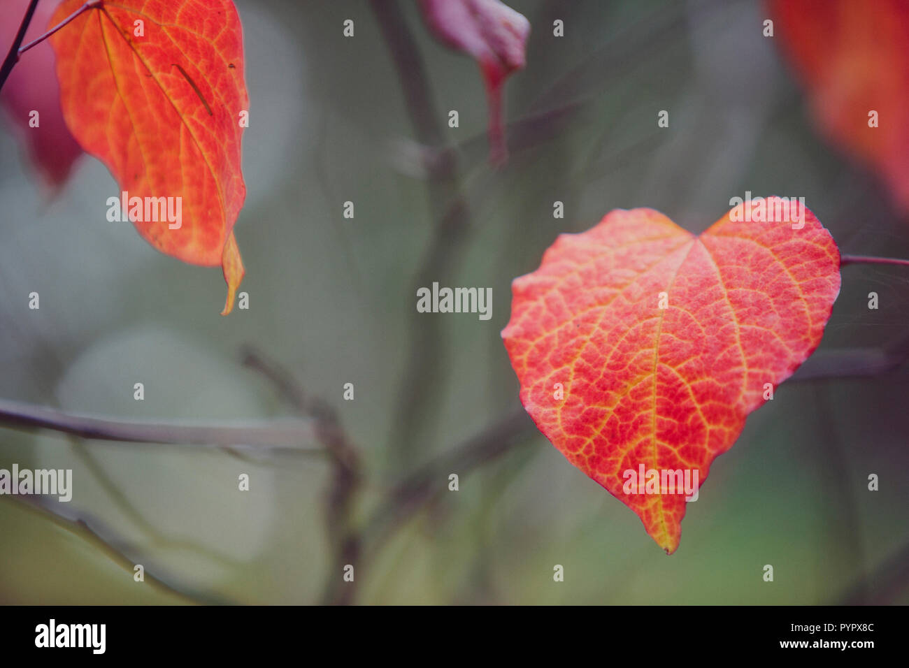 Cuore delle foglie autunnali immagini e fotografie stock ad alta  risoluzione - Alamy