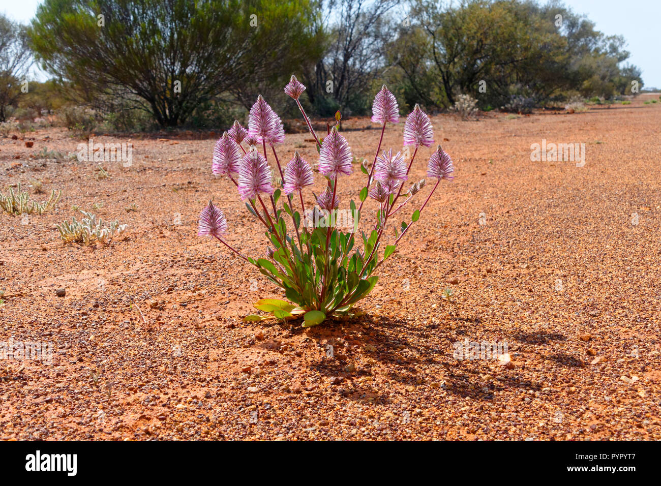 Pink Mulla Mulla (Ptilotus exaltus Nees), Murchison, Australia occidentale Foto Stock