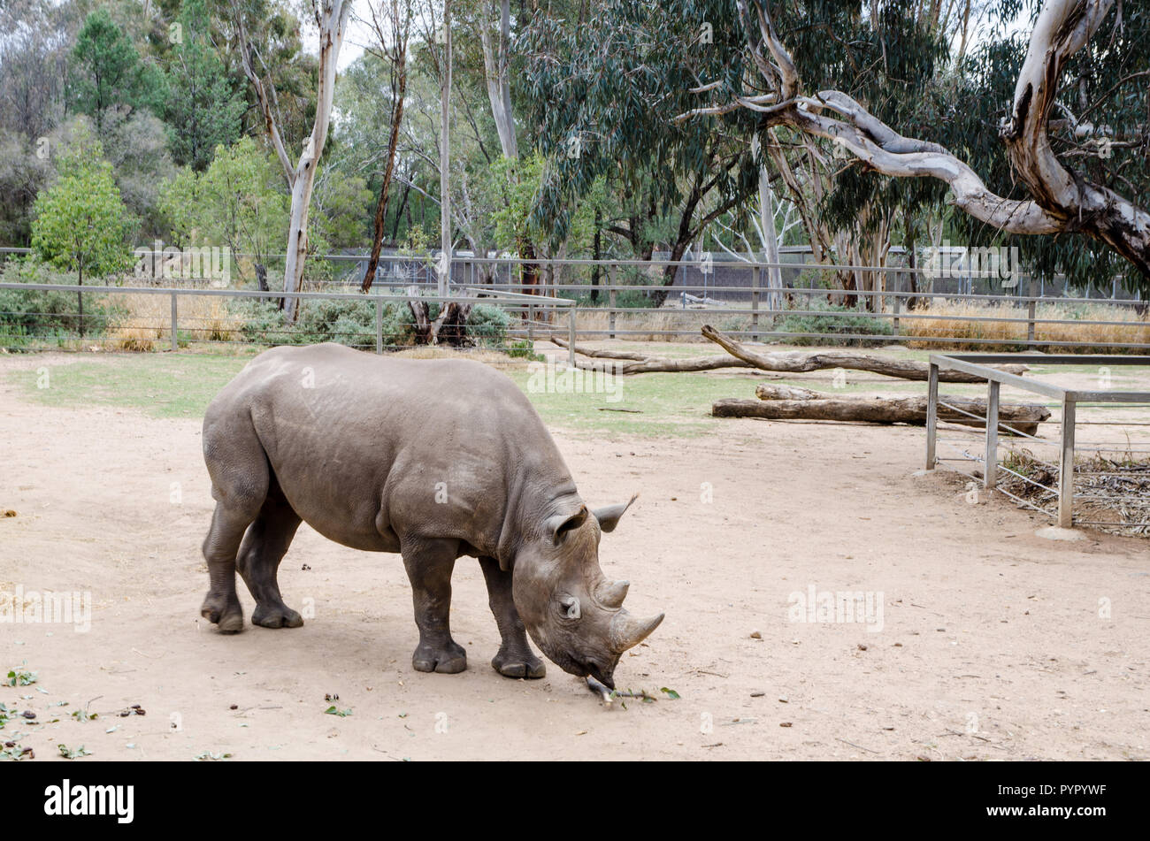 Un rinoceronte bianco al Taronga Western Plains Zoo, Dubbo NSW Australia. Foto Stock