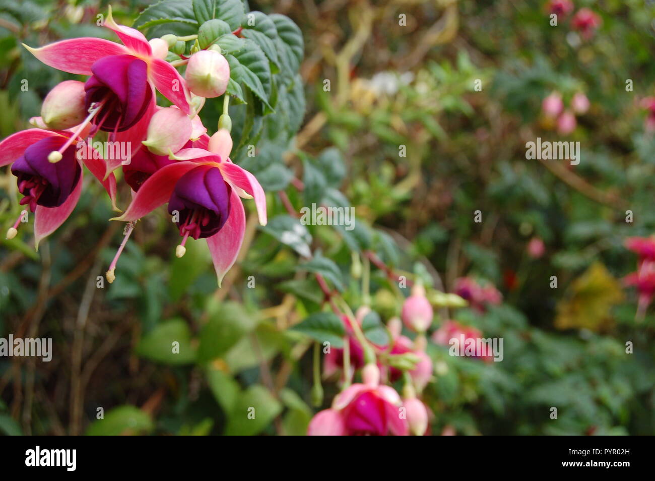 Rosa grazioso e fiori viola Foto Stock