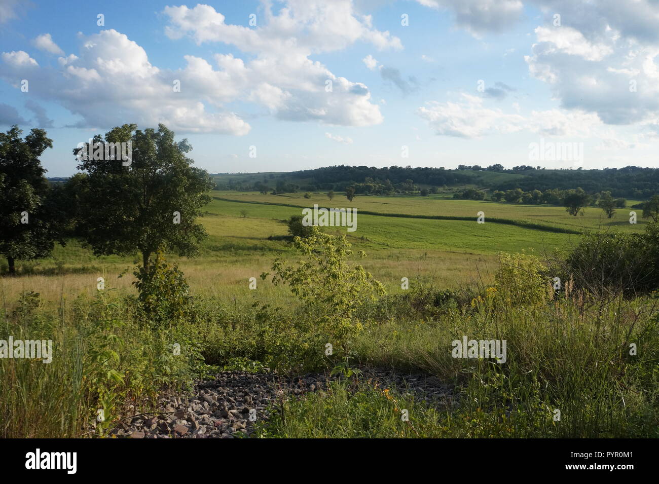 Giornata di sole nel mezzo della vegetazione fresca. La natura semplice ma bella allo stesso tempo è possibile solo odore di aria fresca Foto Stock