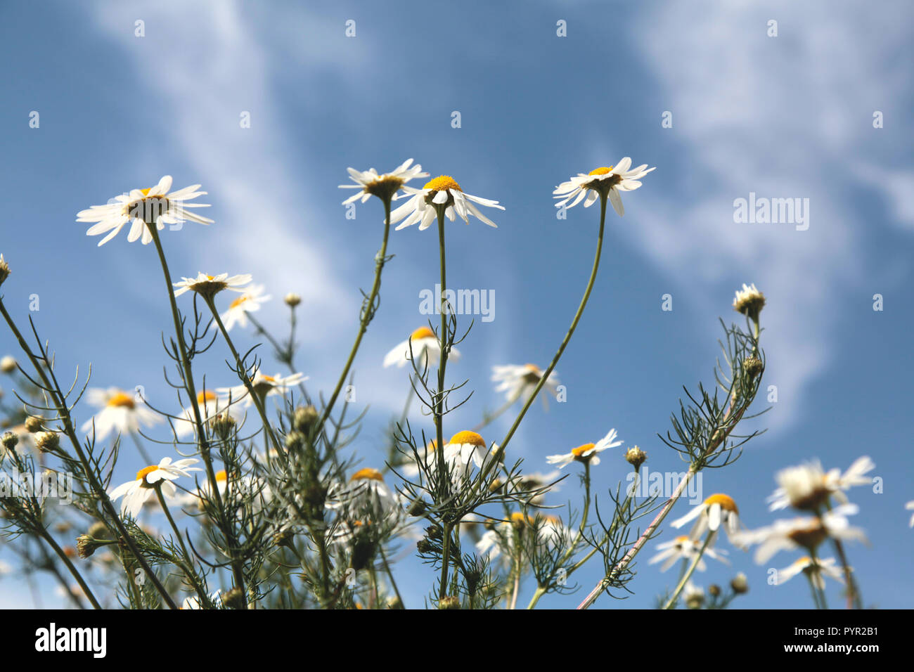 La Camomilla fiori cielo blu Foto Stock