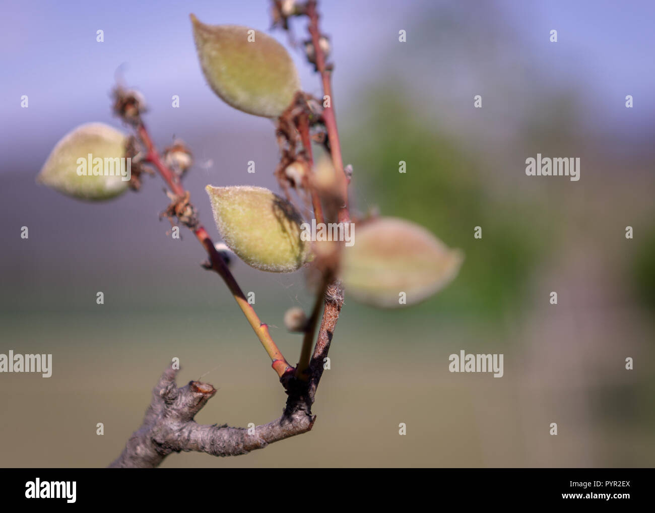 I nuovi frutti della molla Foto Stock