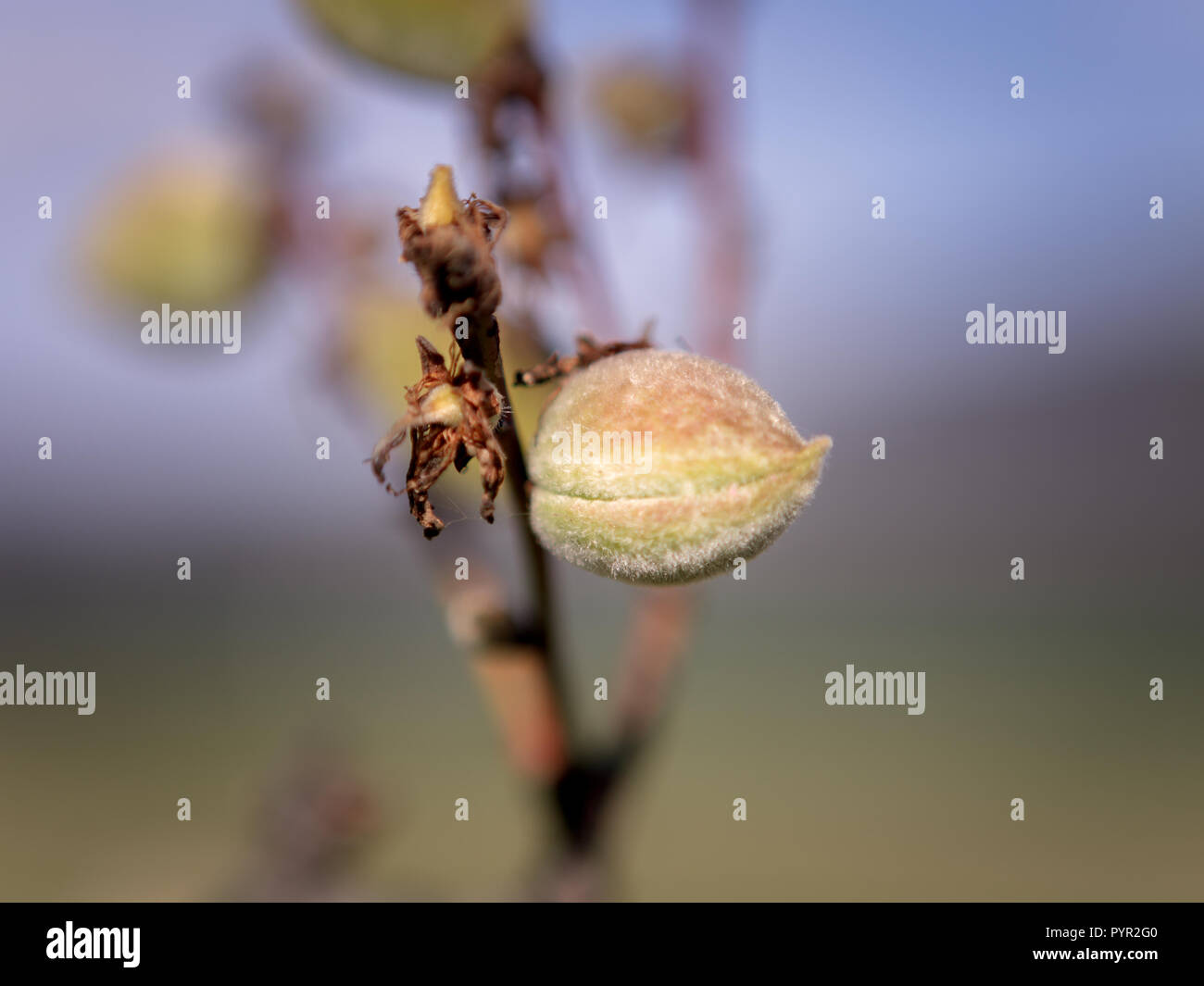 I nuovi frutti della molla Foto Stock