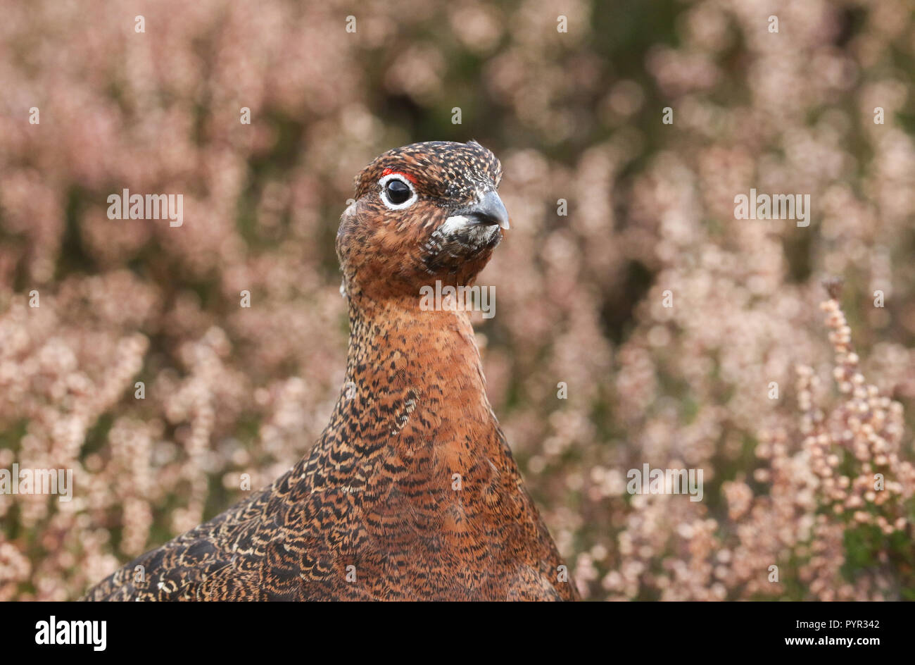 Un colpo alla testa di una splendida Red Grouse (Lagopus lagopus) nelle Highlands della Scozia. Foto Stock