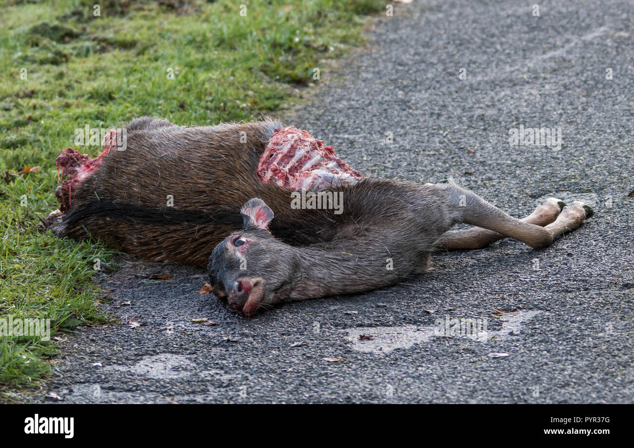 Il Cervo morto posa sul marciapiede Foto Stock