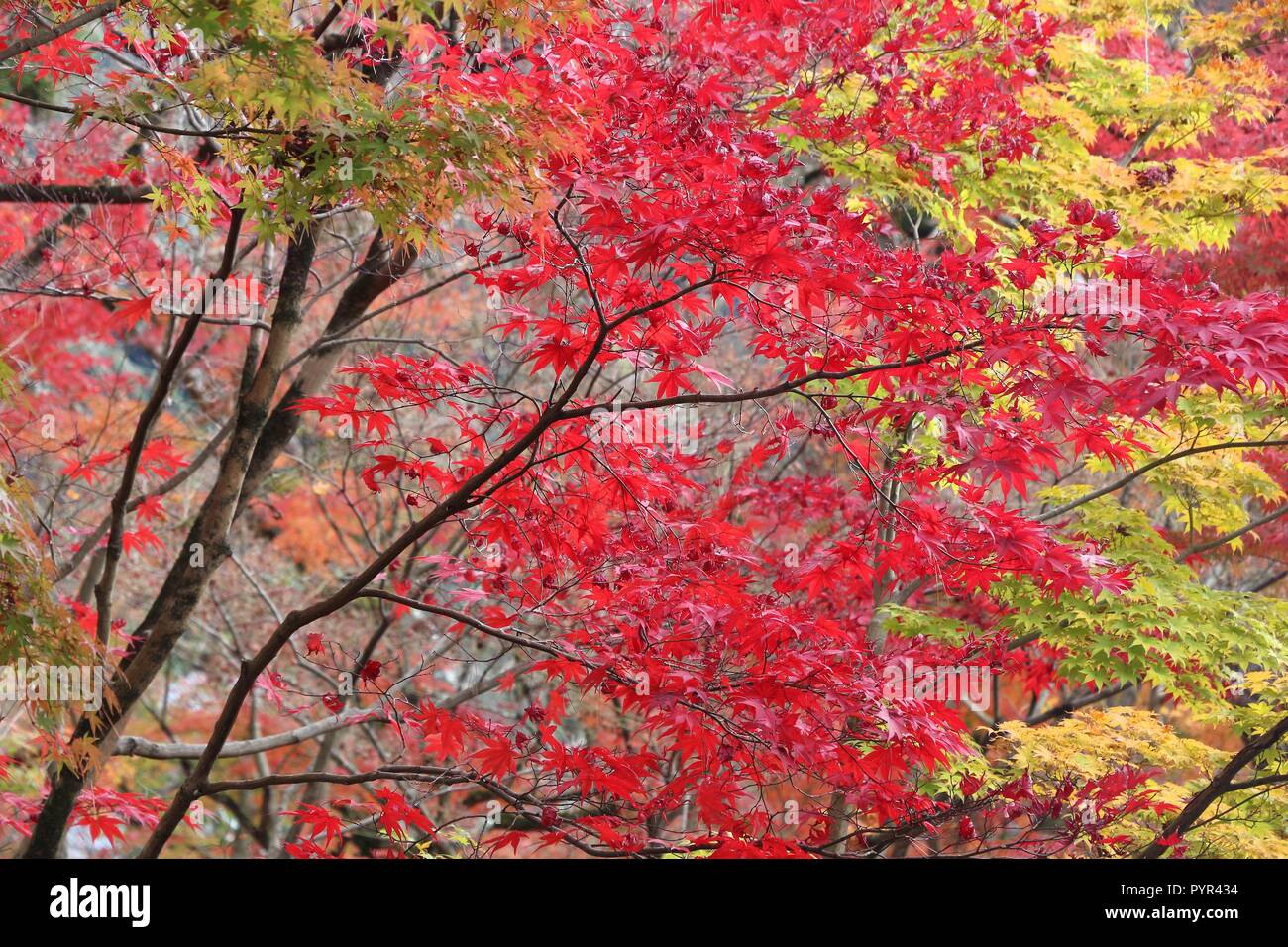 Il fogliame di autunno in Giappone - rosso momiji foglie (acero) in Kyoto. Foto Stock