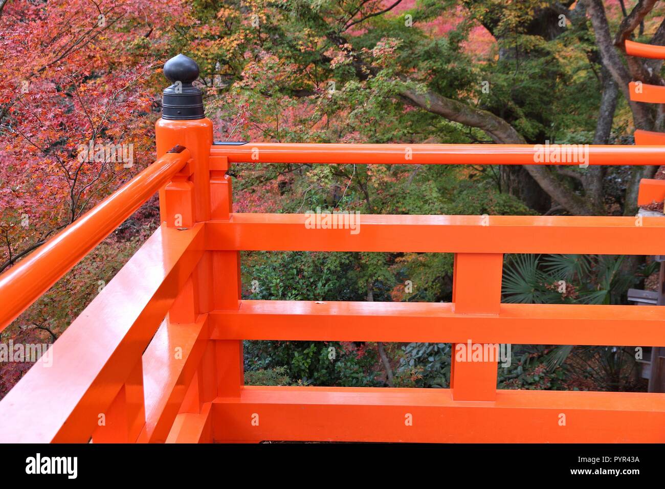 Autunno in Giappone - foglie colorate di Kitano Tenmangu Giardini in Kyoto. Foto Stock