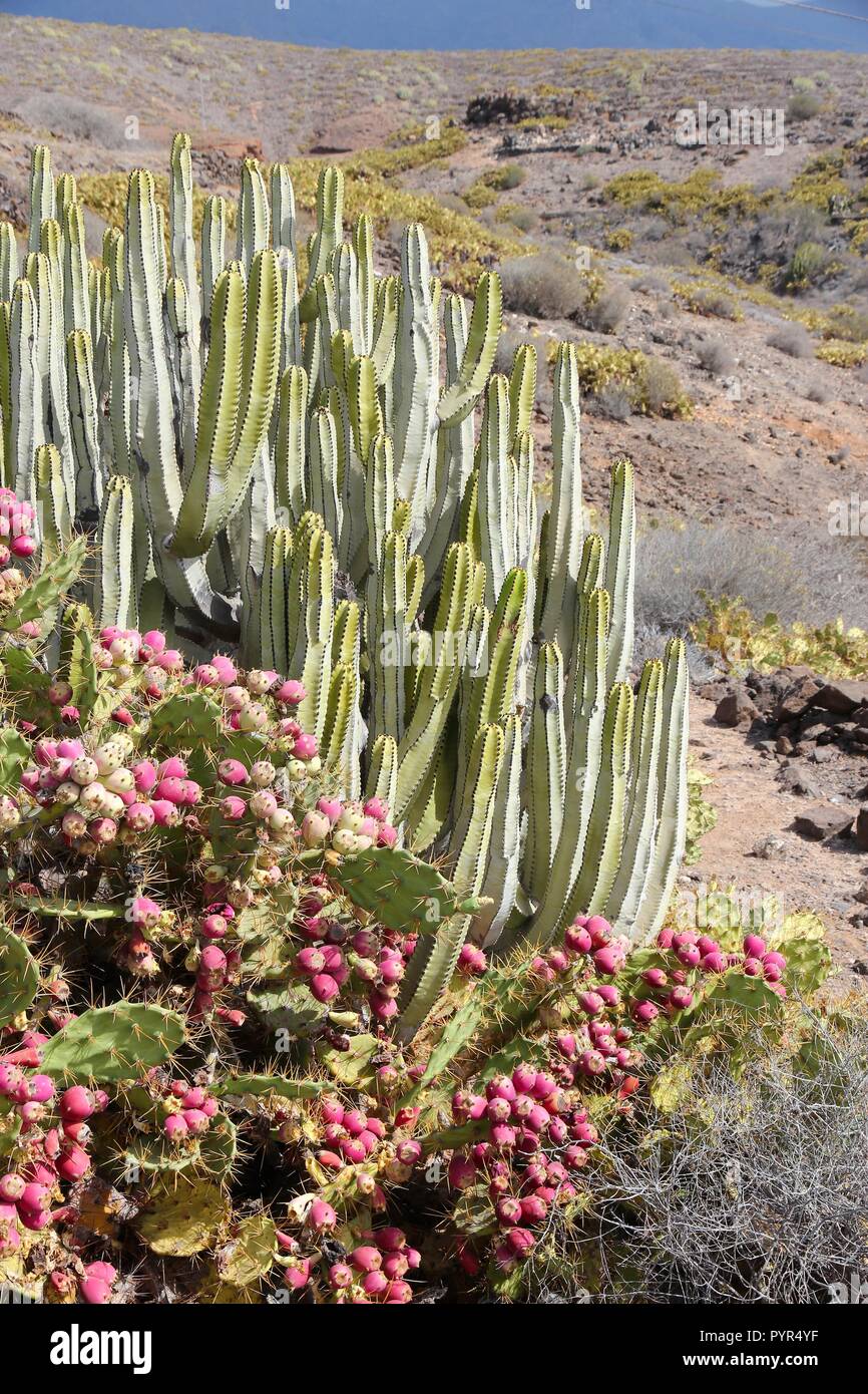 Tenerife, Isole Canarie, Spagna - natura delle Canarie. Isola delle Canarie (Euforbia Euphorbia canariensis, top) e di fico d'India (Opuntia dilenii, inferiore). Foto Stock