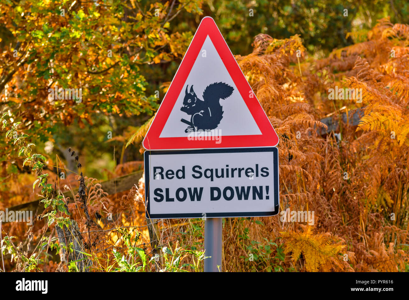 Scoiattolo rosso su strada segno di avvertimento Highlands della Scozia Foto Stock