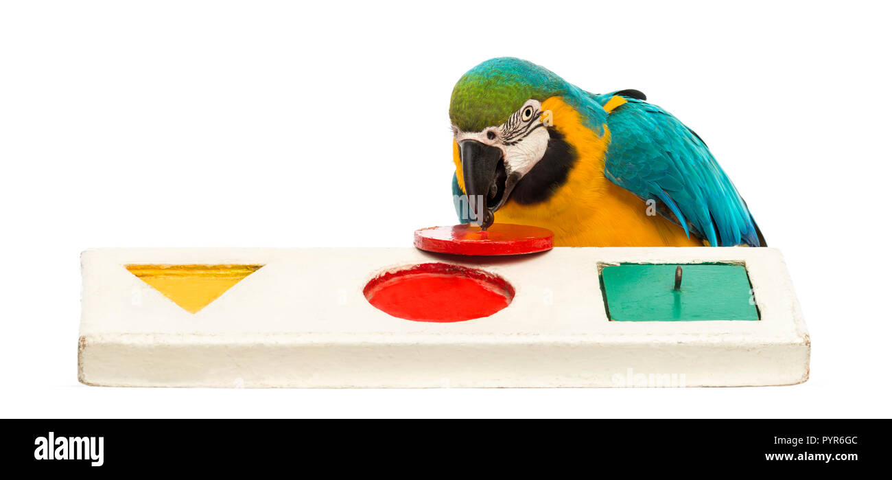 Blu-giallo Macaw, Ara ararauna, 30 anni, giocando con le tessere di un puzzle di fronte a uno sfondo bianco Foto Stock