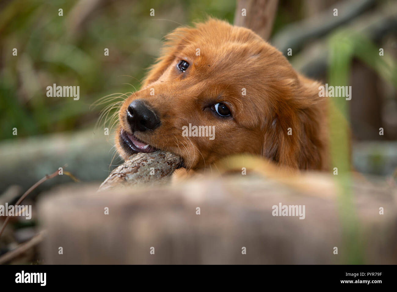 Un close-up di un golden retriever cucciolo masticare un bastone. Foto Stock