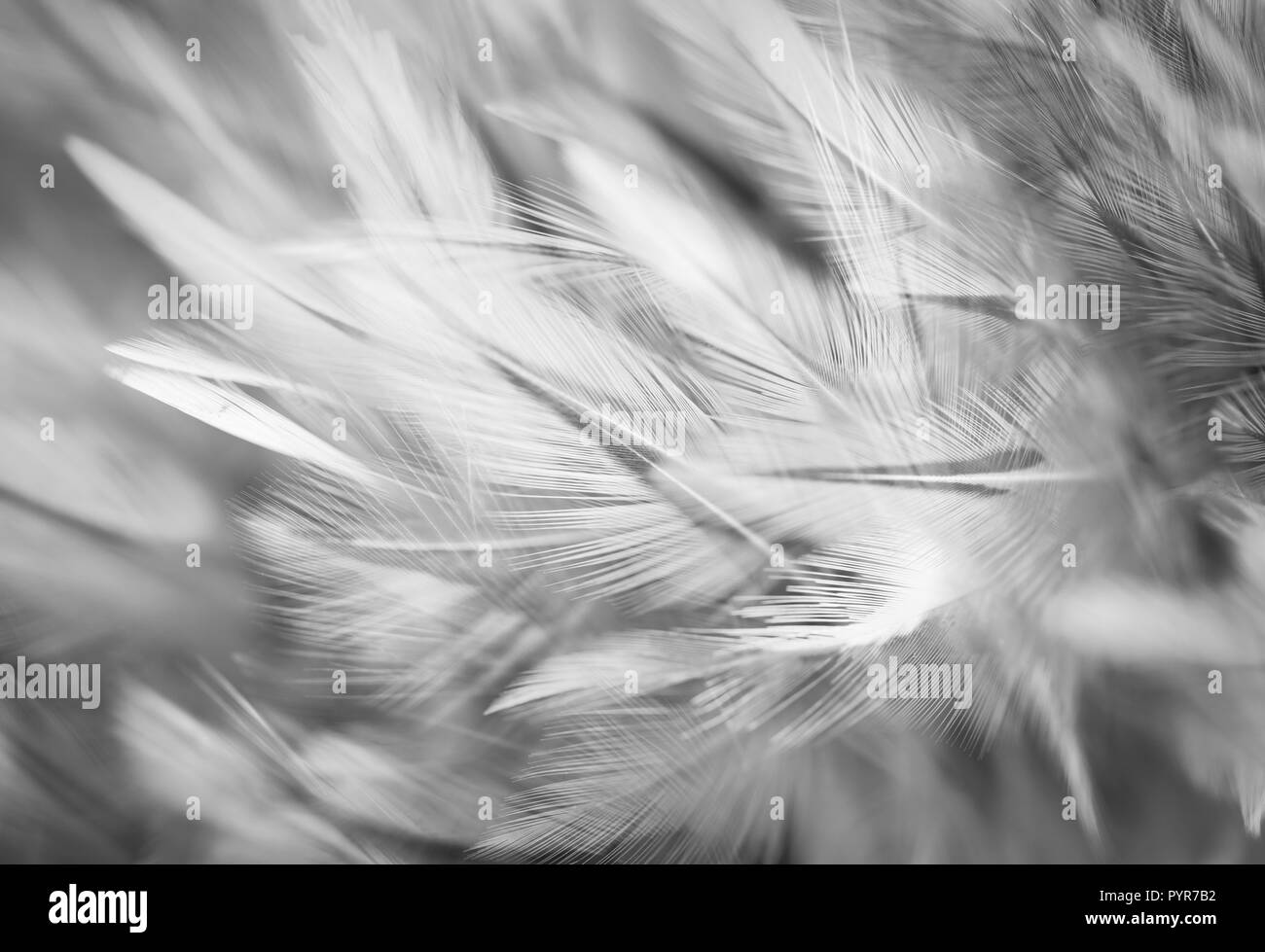 Grigio piume di pollo in morbido e stile di sfocatura dello sfondo Foto Stock