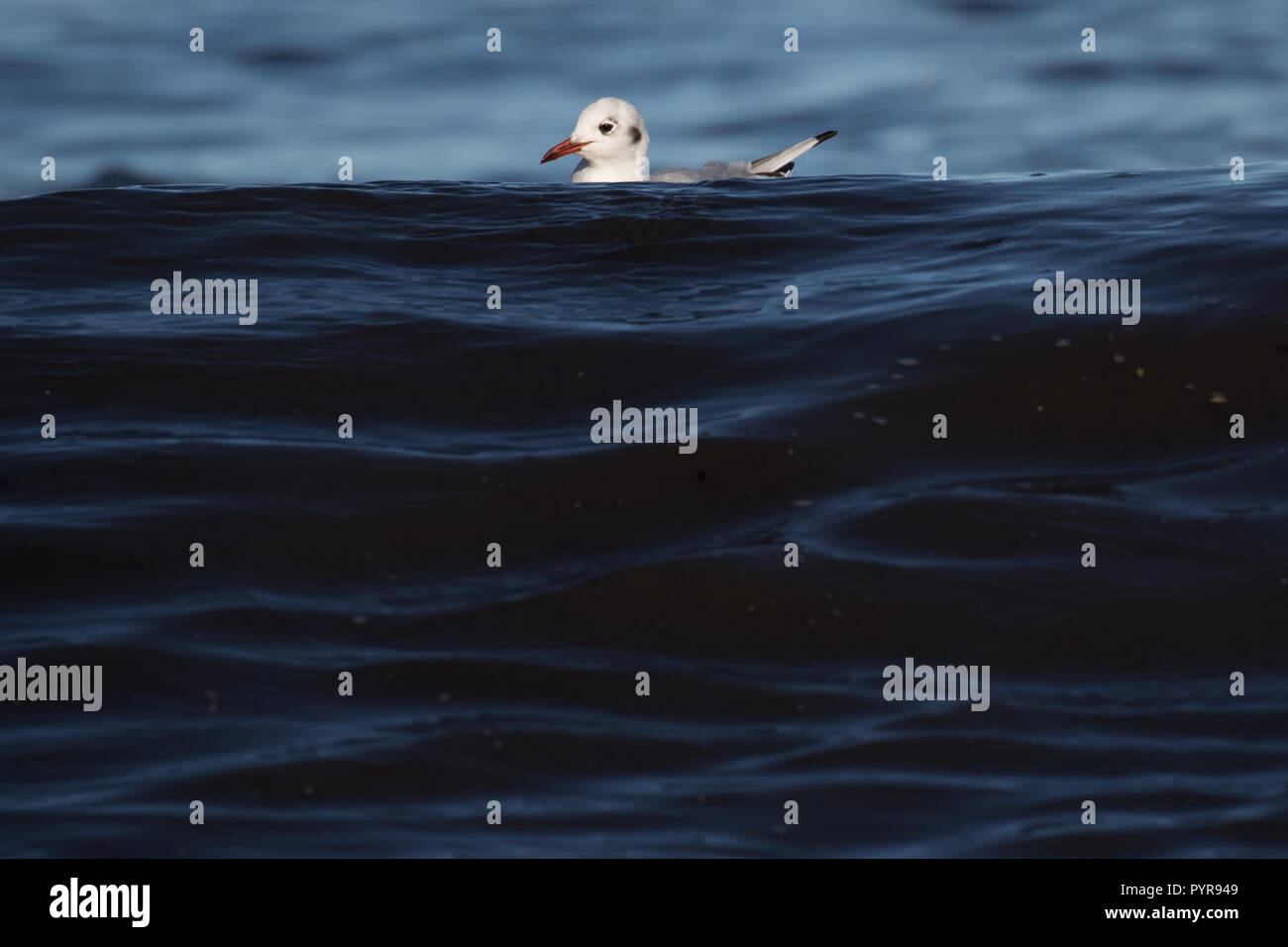 A testa nera gull schivare le onde Foto Stock