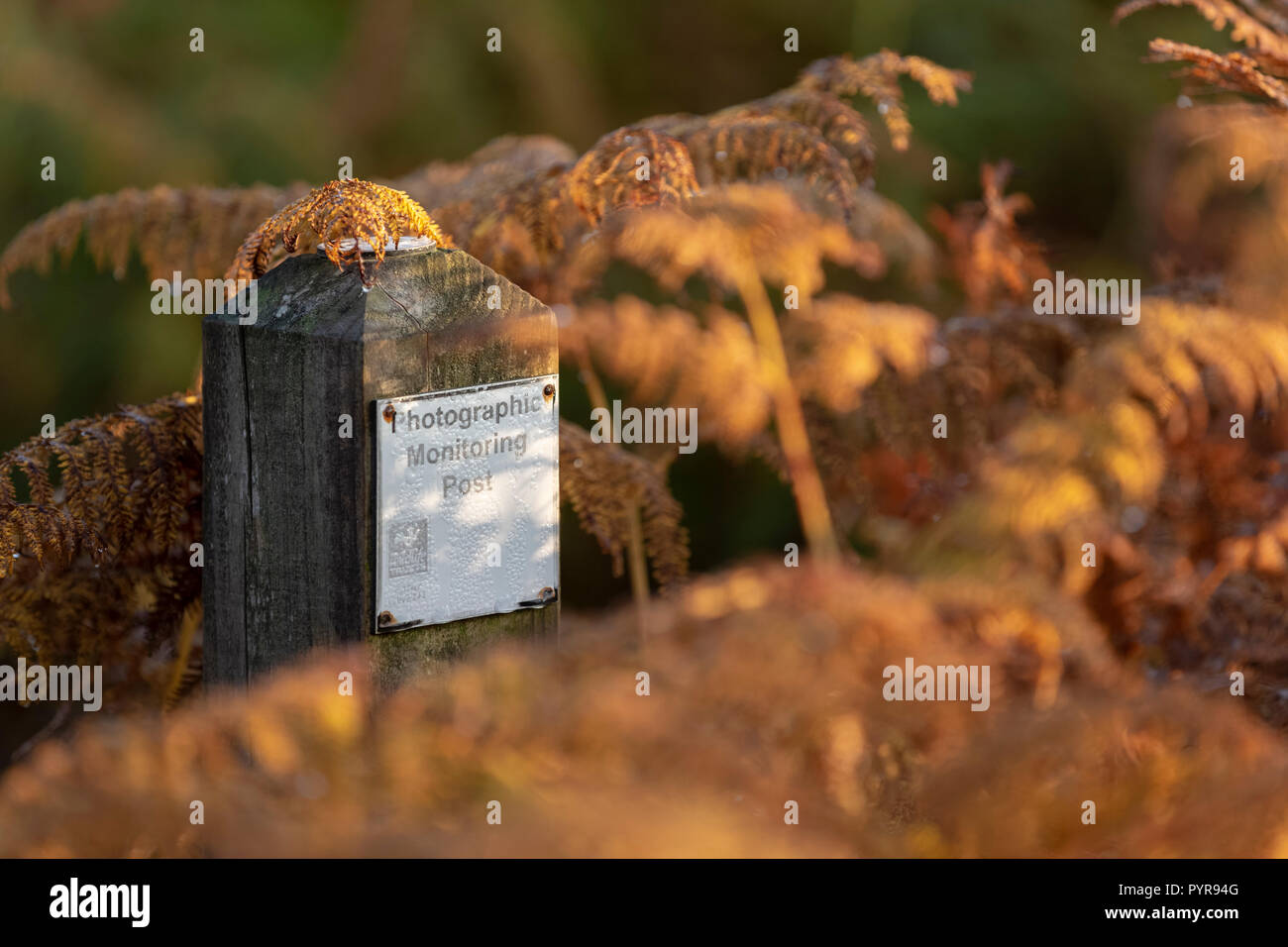 Gwent wildlife trust monitoraggio fotografico post su ripristinato nella brughiera di Monmouthshire, Galles. Foto Stock