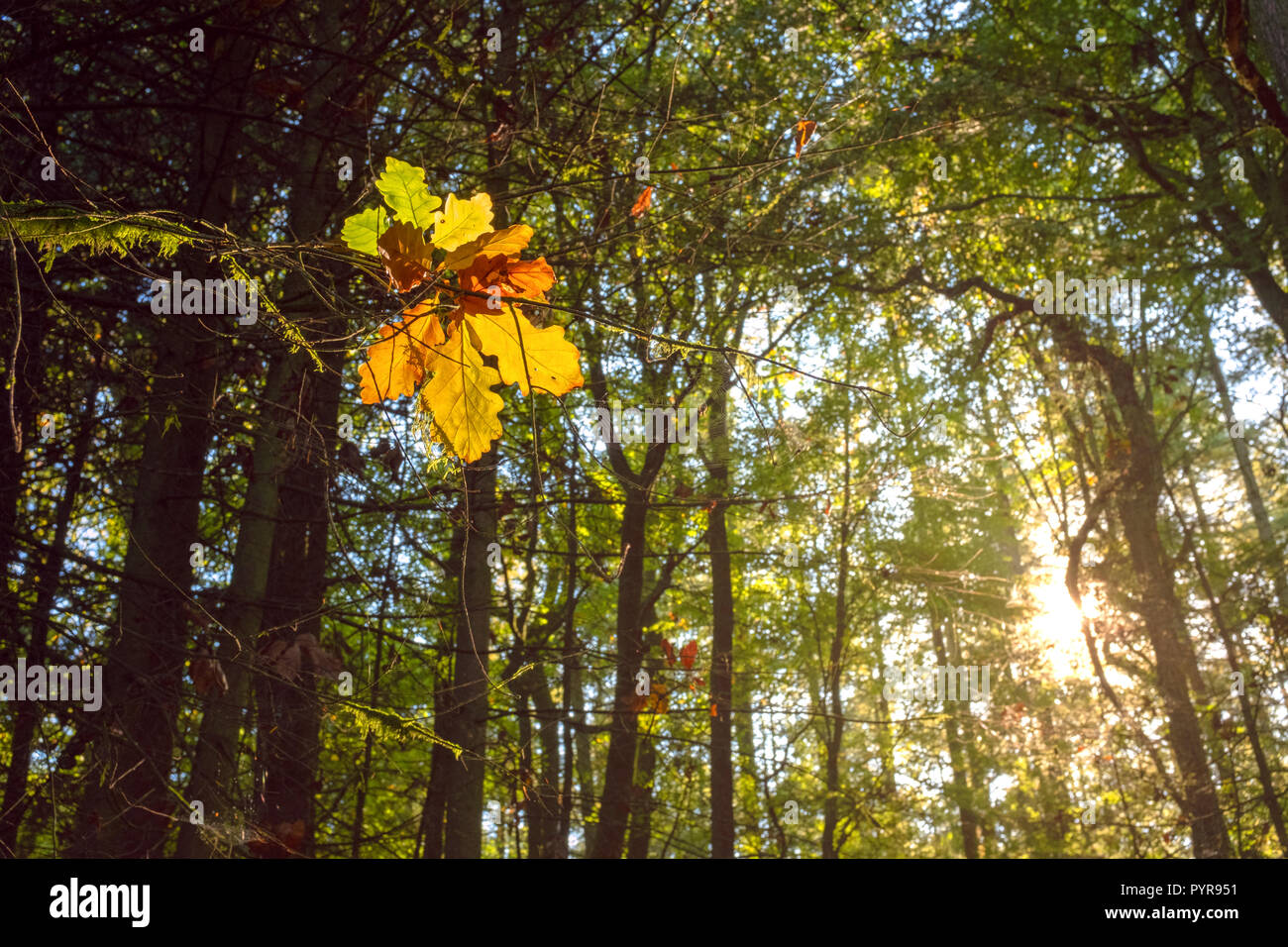 Autunno quercia foglie in Galles. Foto Stock