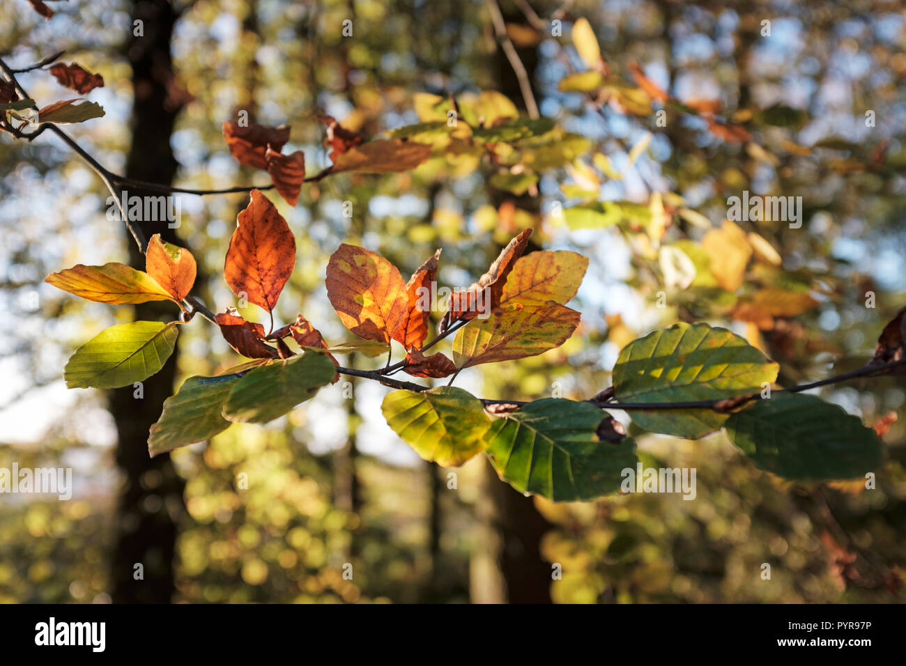 Autunno faggio foglie in Galles. Foto Stock